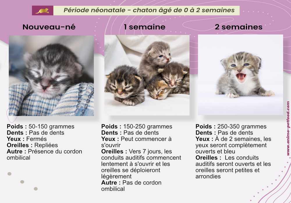 soins-nutritionnels-des-jeunes-chatons-age-0-2-semaines